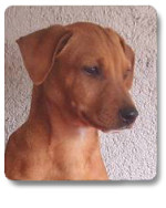 rulo 20101116 1872596889