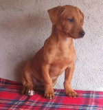 rulo 20101116 2060786420