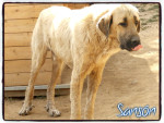 sanson 1 20160813 1837046745