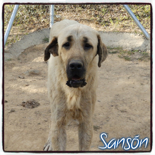 sanson 3 20160813 2046743618