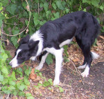 sheila 2 20121109 1926397372
