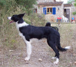 sheila 3 20121109 1291671375