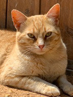 Euphoria / Katze