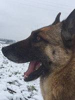 Loba nach 5 Jahren glücklich vermittelt