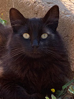 Rey / Kater