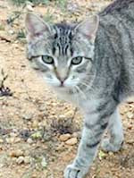 Pipa / Katzenmädchen