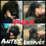 puca 4 20160530 1446185992