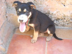 ron 20101116 1563369226