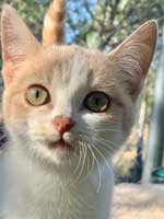 Wonder / Katzenmädchen