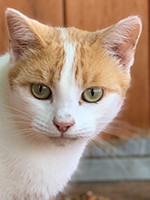 Zeus / Kater