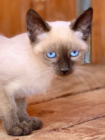 Erlin / Katerchen