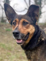 Gastvermittlung: Lina / Hündin