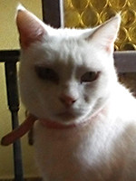 Luna / Katze 
