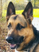 Gastvermittlung: Max / Rüde