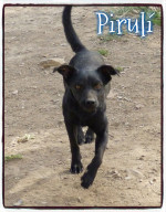 piruli 2 20150704 1886176948