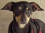 pocholo 20110414 1127129169