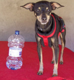 pocholo 20110414 1564411270