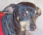 pocholo 20110414 1931754191