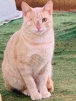 Silver / Kater / Der Überlebende