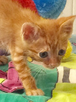 Tamino