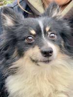Zorro