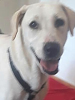 Gastvermittung: Lady / Hündin