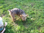 pepino 3 20160131 1005686201