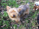 pepino 5 20160131 1210567244