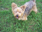 pepino 5 20160131 1609924449