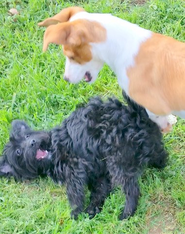 pepita 2 20160409 1680272163