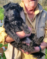 pepita 3 20160409 1712144771