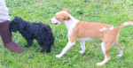 pepita 4 20160409 1825841266