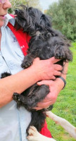 pepita 5 20160409 1202054651