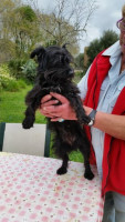 pepita 6 20160409 1108378733