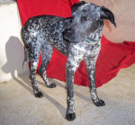 pepsy 20110115 1310147614