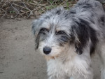 perla 5 20151108 1287617136