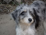 perla 6 20151108 1038959410