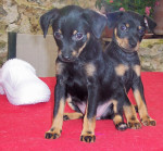 piccoliena 20101110 1224149350