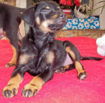 piccoliena 20101110 1713705295