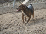 pincho 4 20160102 2003424747