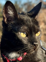 África / Katze