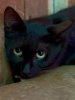 Anika / Katze