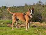 coyote1 coyote1