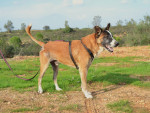 coyote3 coyote3