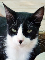 Felix / Kater