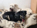 bella und balou bella und balou