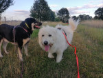 bella und balou juli bella und balou juli