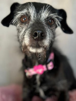 Gastvermittlung: Darling / Hündin / klein