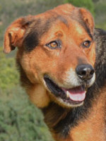 George / Rüde / gross