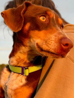 Honey, Rüde, mittelgroß